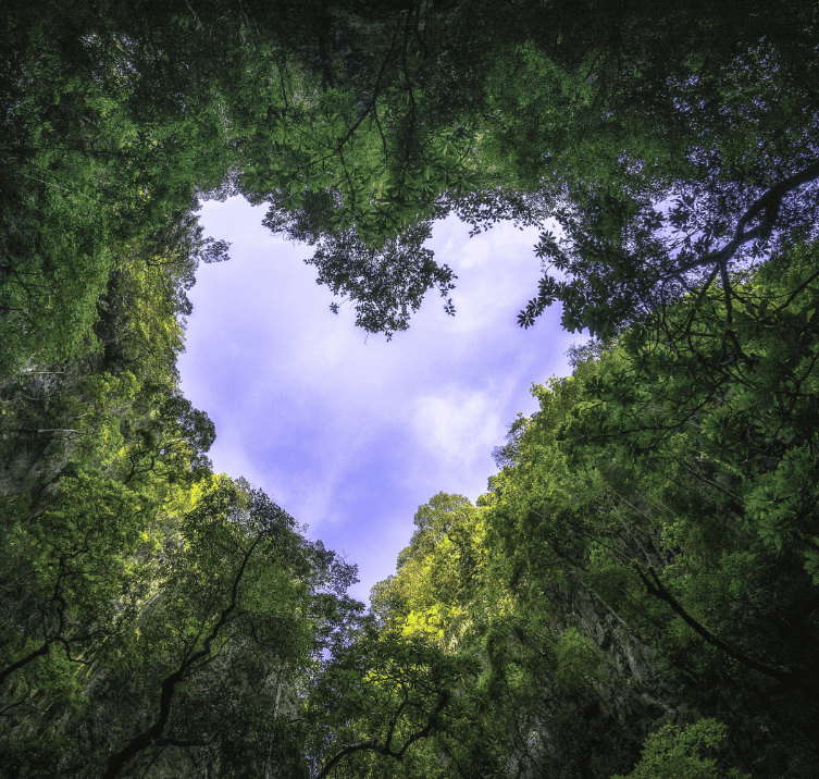 heart-shaped-photography-sky-rain-forest-nature-background
